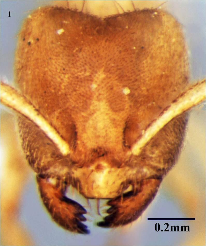 134 SA Akbar, H Bharti, AA Wachkoo Discovery of remarkable new ant species from India and indices are as follows: TL: Total out stretched length of the specimen, measured along lateral view, from