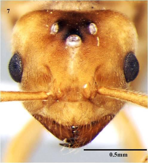 136 SA Akbar, H Bharti, AA Wachkoo Discovery of remarkable new ant species from India Broad mesosoma; in lateral view, strongly convex mesoscutum while the mesoscutellum is weakly convex; distinct