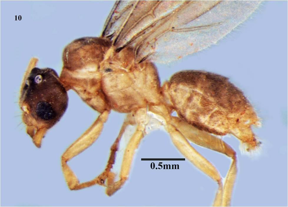 & Sharma, Y.P. (2012). Pseudolasius machhediensis, a new ant species from Indian Himalaya (Hymenoptera: Formicidae). Sociobiology, 59(3): 805-813. doi: 10.13102/sociobiology.v59i3.548. Bolton, B.