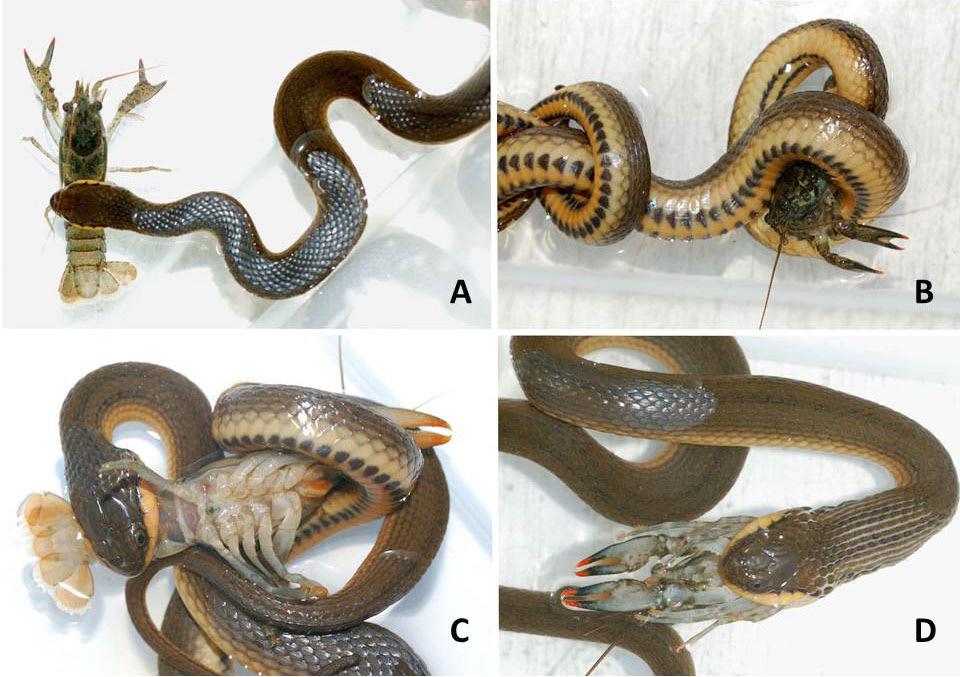 Tumlison and Roberts. Prey-handling behavior of crayfish snakes. Figure 1.