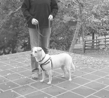 The other snap is attached to the rings on the top of the dog s back. The handler must stay at the dog s shoulder and give upward signals, rather than backwards, with the leash.