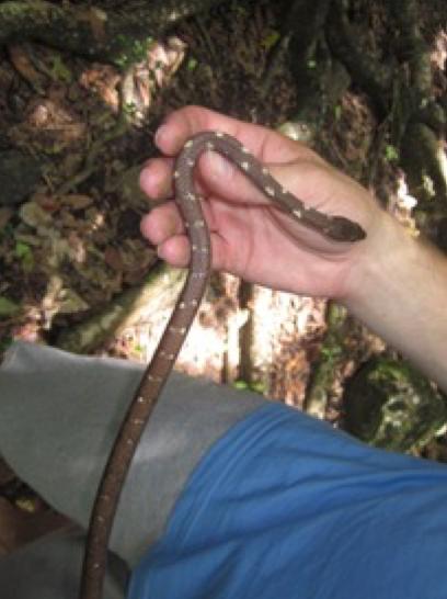 Results: I collected four different individuals in seventeen days. Most were found in the dry forests of Cabrits, but one was found in the secondary rainforest near Springfield Research Center.