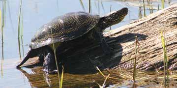 the EN in practice. This chapter describes habitat restoration activities, devoted for the pond turtles and the other target species common in the same habitats as turtles.