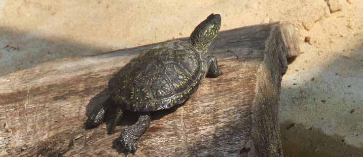 Tasks and objectives The task of the Lithuanian Zoo in the project included incubation of eggs collected in unsuitable nesting places of the European pond turtle (Emys orbicularis), raising of young