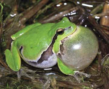 During investigations in 2013 and 2014 (including night visits), males of the tree-frogs were heard in 10 ponds.