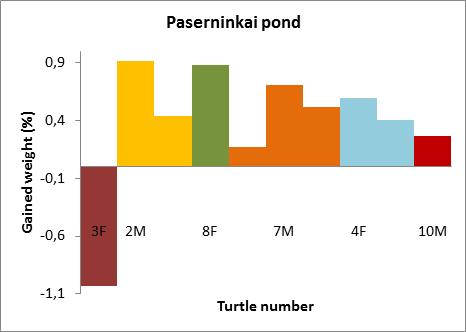 08-07 104 7,7 Data on weighting young turtles caught in Paserninkai pond Number of a turtle Year of hatching Weight on release (g) (8 July) Caught (month - day) Weight on the catching day (g) Change