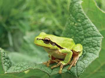 The European tree-frog (Hyla arborea) Systematics. The European tree-frogs are divided into several species.