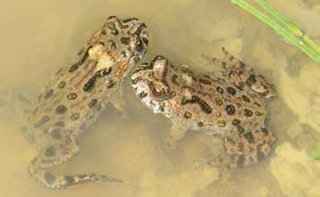 Distribution. To-date, there are two distinct populations of the European tree-frogs in Lithuania.
