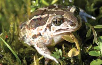 Therefore all ponds, inhabited by the tree-frogs, are fully sun-exposed and shallow (30-100 cm deep), so the water can reach relatively high temperature.