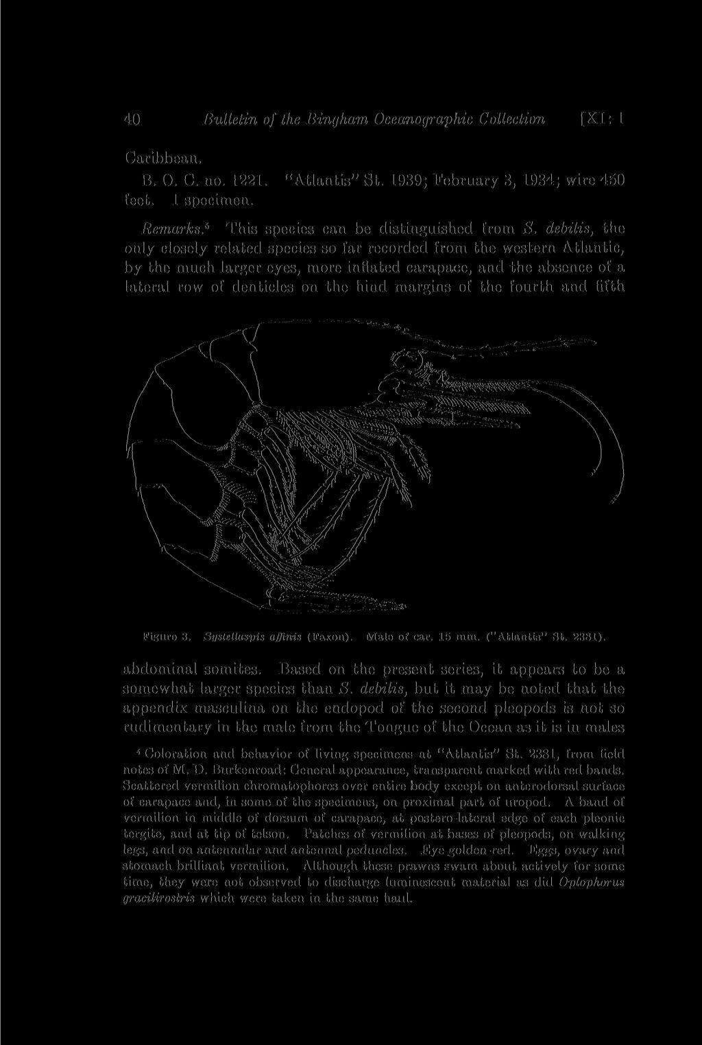 40 Bulletin of the Bingham, Oceanographic Collection [XI: 1 Caribbean. B. 0. C. no. 1221. "Atlantis" St. 1939; February 3, 1934; wire 450 1 specimen. Remarks.