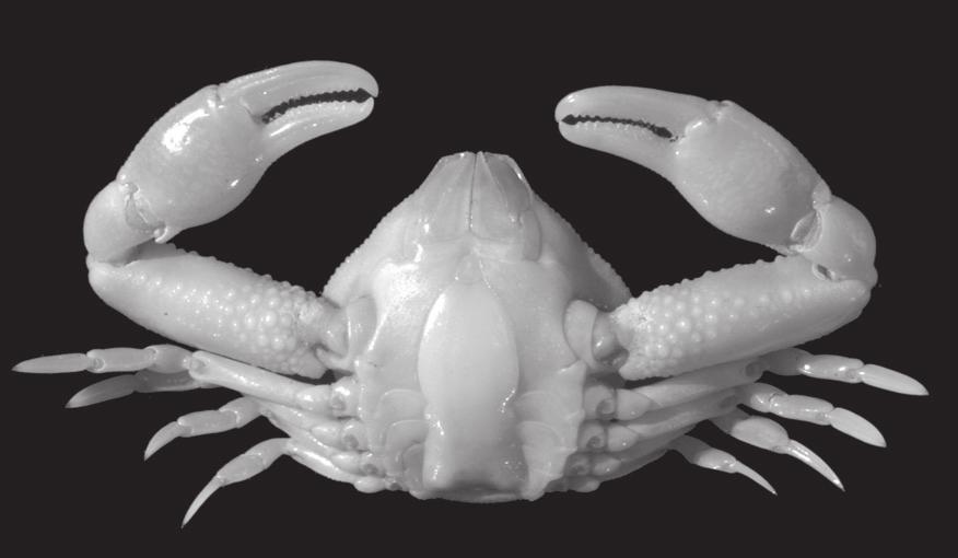 Revision of the genus Philyra (Crustacea, Decapoda, Leucosiidae) A B FIG. 5. Atlantolocia laevidorsalis (Miers, 1881) n. comb., lectotype cl 15.4 mm, Senegal, Gorée I. (NHM 1881.