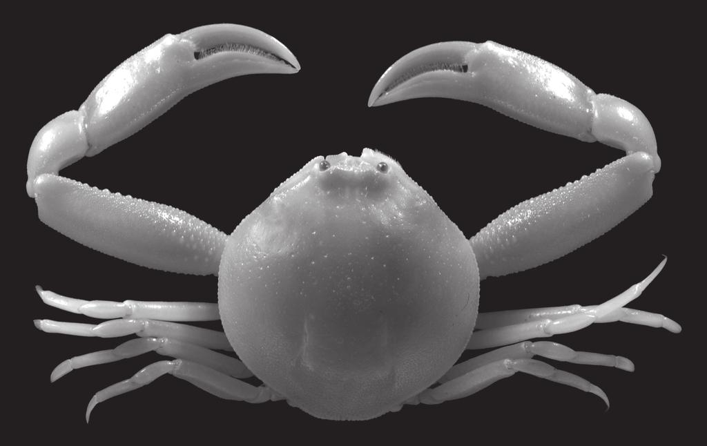 Revision of the genus Philyra (Crustacea, Decapoda, Leucosiidae) Cheliped merus 0.8 as long as carapace in male; its surface granulate, largest granules on anterior margin.