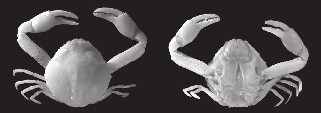 Revision of the genus Philyra (Crustacea, Decapoda, Leucosiidae) A B FIG. 14. Lyphira heterograna (Ortmann, 1892) n. comb., cl 15.1 mm, Indonesia (NHM 1900.10.22.