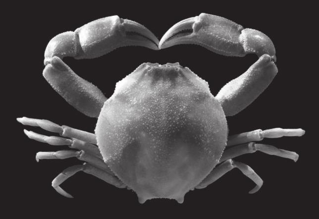 Galil B. S. FIG. 18. Pyrhila biprotubera (Dai & Guan, 1986) n. comb., cl 20.5 mm, Vietnam (Chiba Inst. 5841), dorsal view. process. Pyrhila n. gen.