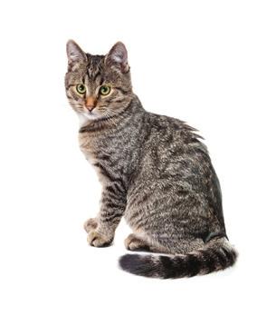 It infects only cats and a few other felids as definitive hosts, while probably all mammals (including humans, cats and dogs) as well as birds can act as intermediate hosts. T.
