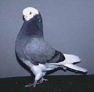 During that period I stocked with Red/Yellow self, Black self and Teager, Whites and my new marked pigeon the Baldhead.
