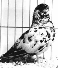 It is not customary to compare the self s with the marked pigeons in type.