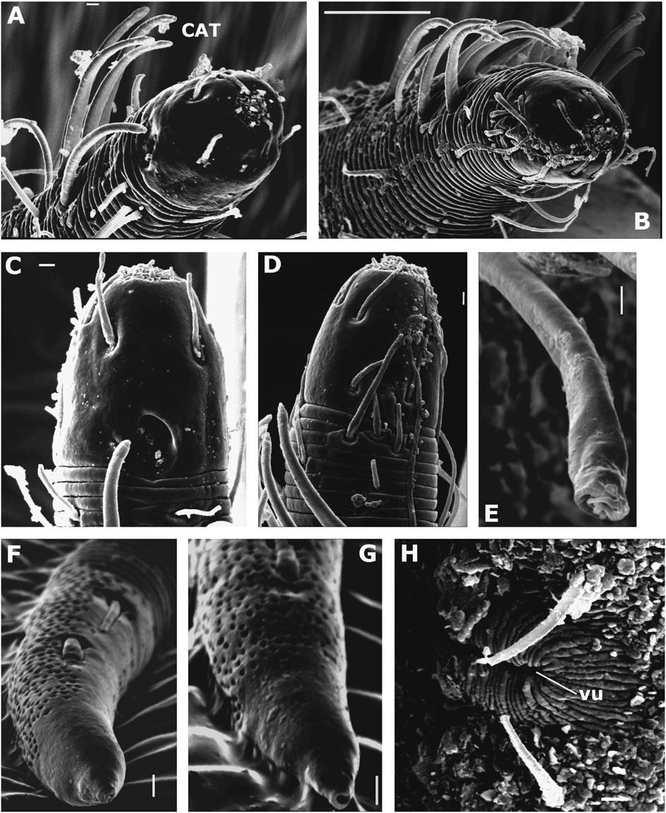 37.e18 M. Raes et al. / Organisms, Diversity & Evolution 9 (2009) 37.e1 37.e20 Fig. 9. Cygnonema belgicae sp. n. (A) Additional male, anterior region, subfrontal view.