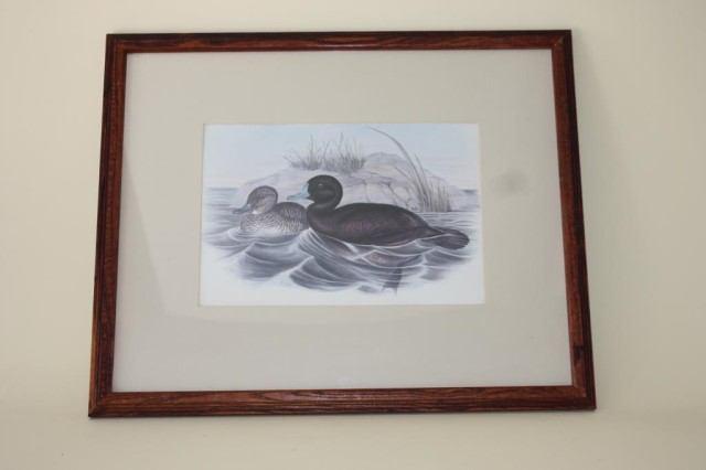 Page: 15 82f Print of a pair of Scoters Drake and Hen Scoter Print.