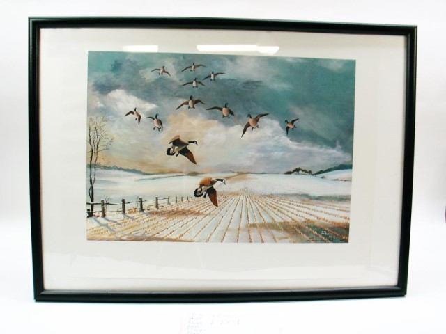 00 119c Framed Print "Canada Geese Landing" Framed Matted