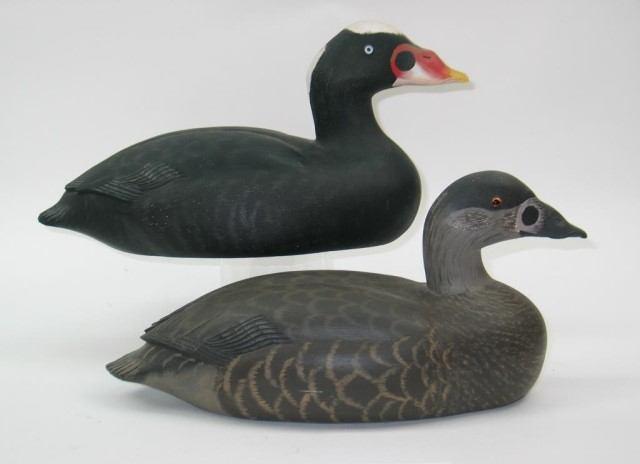 00 175 Pair of Surf Scoter Decoys by Buchanan Pair of Surf Scoter Decoys by