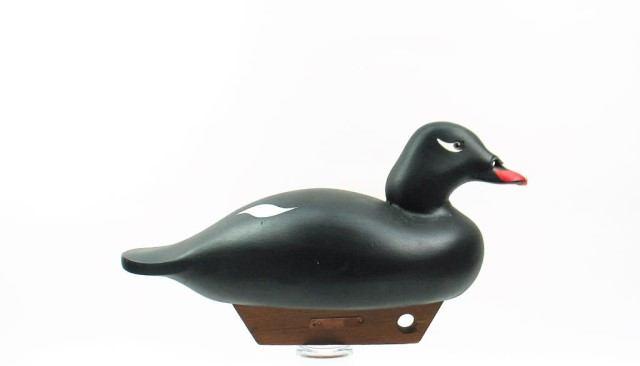 Page: 9 43a White Winged Scoter White Winged Scoter by