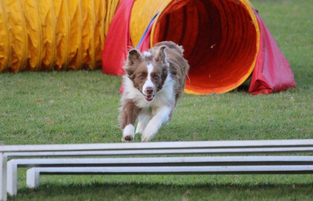 Bairnsdale & District Dog Obedience Club Inc OPEN AGILITY, JUMPING & GAMES TRIAL rd and TH March 0 rd oval Lucknow Recreation Reserve, Great Alpine Road, Bairnsdale