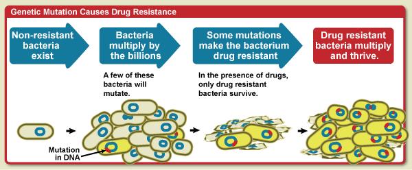 Now we have explained the first aspect of antibiotic misuse, the second aspect is as we mentioned above, The repeated usage of these antibiotics is selecting for the resistance in some bacteria of