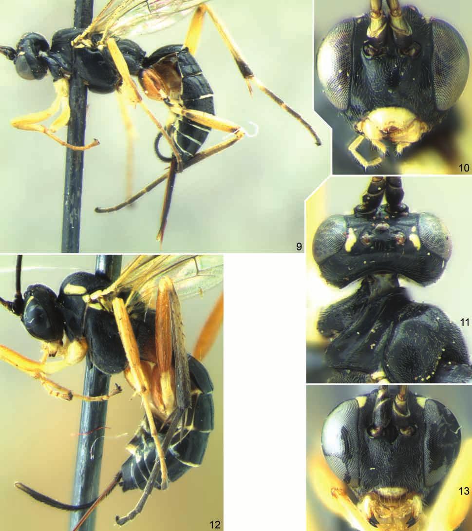 Description of four new species of Phytodietus 127 Figs 9 13. Phytodietus intermedius sp. nov., female (holotype) (9 11) and Ph.