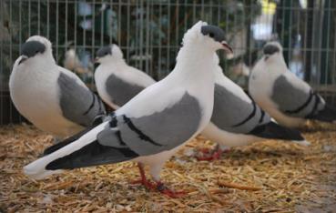 Shield Pigeons, black.