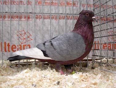 The Colour Pigeons We always have a good class of Archangels at the Friesche Sierduiven Show, this year