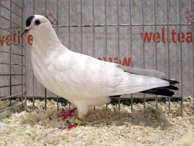 24 Hyacinth pigeons and Danish Suabian had been entered.