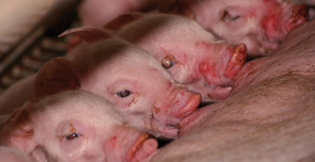 Technical and physiological considerations regarding lactation 2Natural behaviour of the sow and piglet during lactation Nursing Immediately after the birth of her piglets, the sow already has