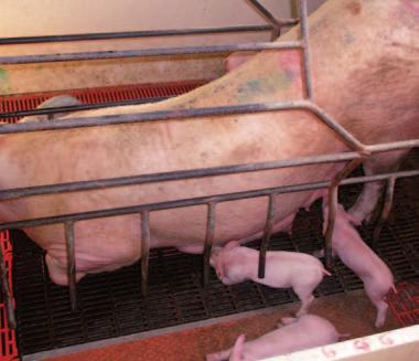 HUSBANDRY AND MANAGEMENT PRACTICES IN FARROWING UNITS II. LACTATION.