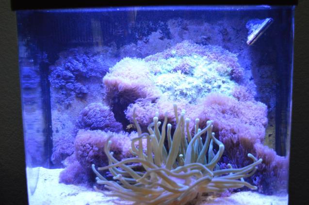 When determining what creatures or fish to add to your aquarium, you should think about your expectations for your tank. A reef system is very enjoyable and a fun underwater garden.