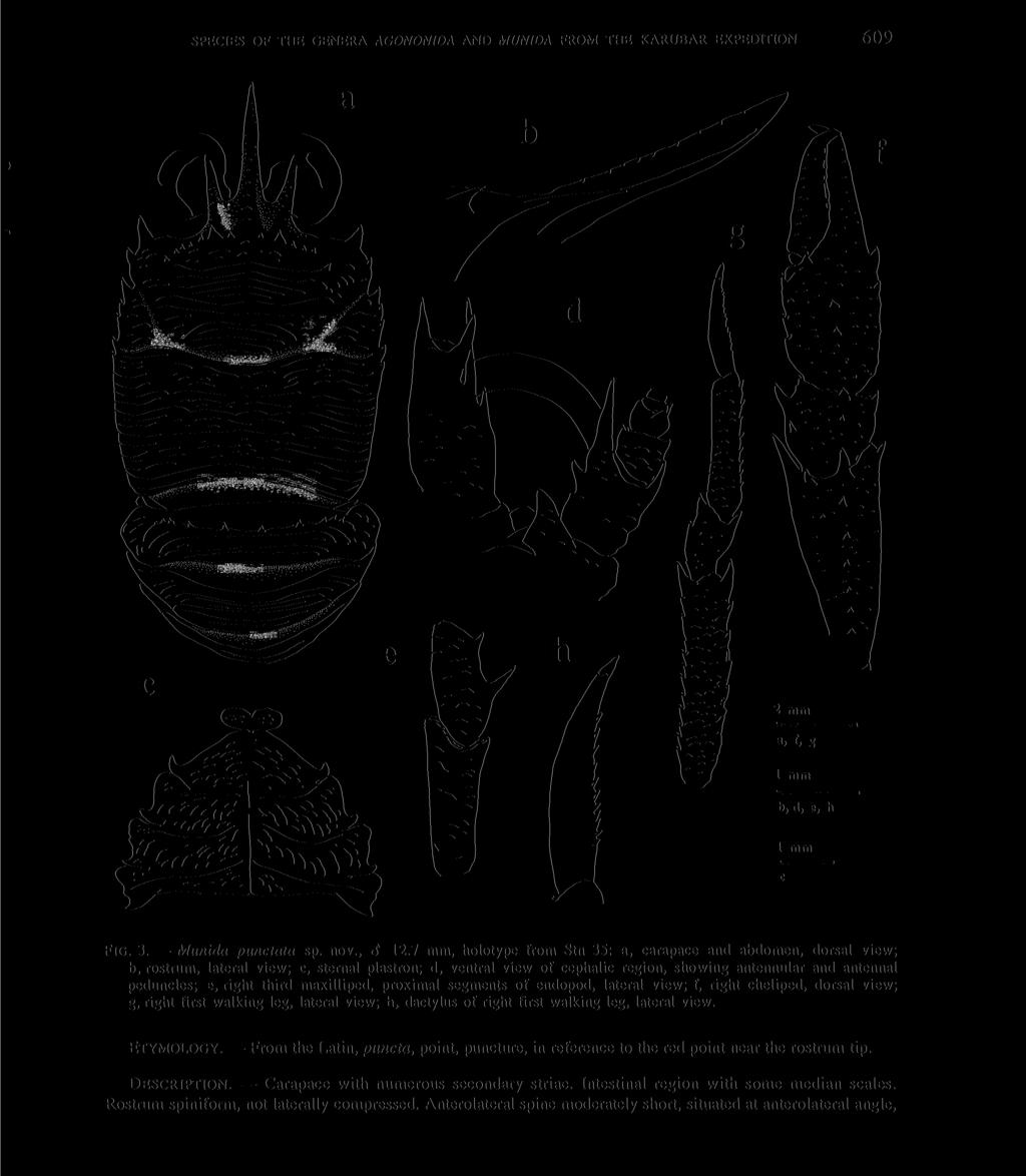 SPECIES OF THE GENERA AGONON1DA AND MUNIDA FROM THE KARUBAR EXPEDITION 609 FIG. 3. Munida punctata sp. nov., 8 12.