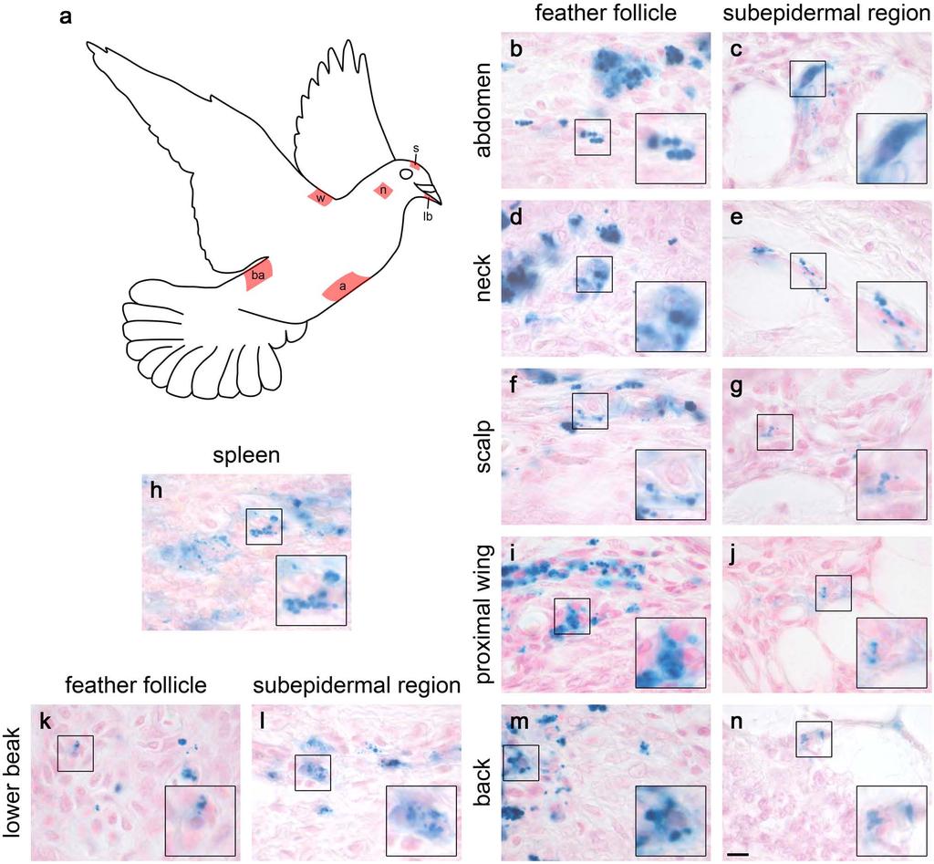 Supplementary Figure 16: PB positive cells found in other regions in the pigeon (a) Diagram highlighting regions of the pigeon that were dissected with ceramic-coated tools, fixed, sectioned and