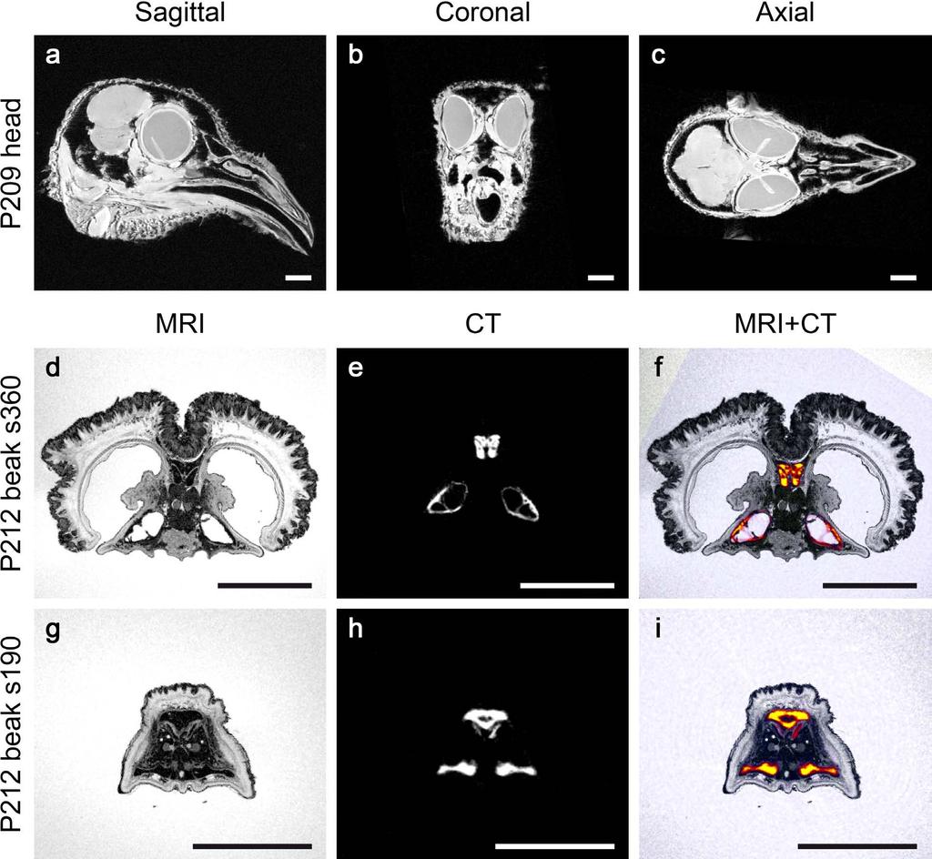 Supplementary Figure 4: MRI and CT images (a-c) Sagittal, coronal and axial magnetic resonance images (MRI) from a 3D data set of the head of pigeon 209.