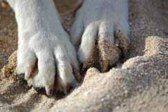 The Paw Dog paws and paws in general are a small natural wonder.