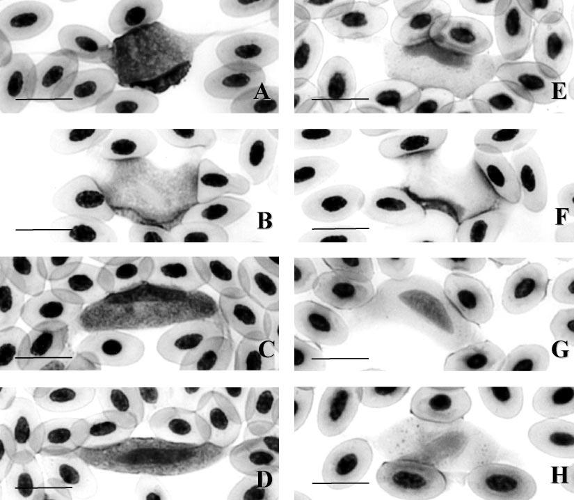 SHORT COMMUNICATIONS 805 FIGURE 1. Photomicrographs of gametocytes and the host-cell complex of Leucocytozoon lovati from the rock ptarmigan (Lagopus mutus) in Japan.