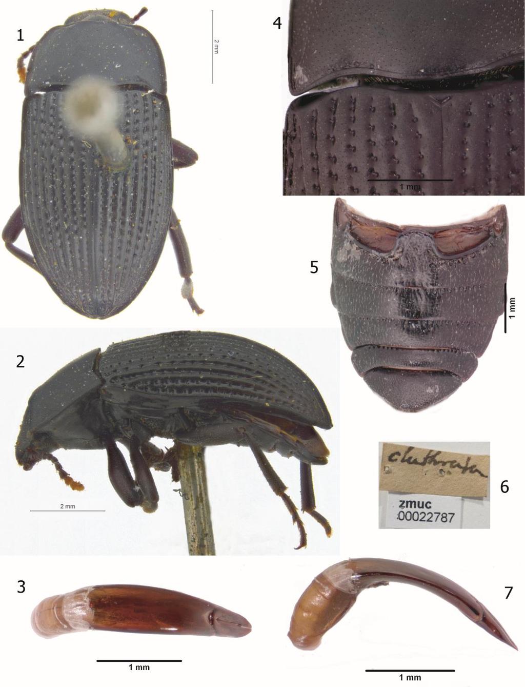 120 Figures 1-7. Diastoinus clathratus. 1. D. clathratus Holotype, dorsal habitus (ZMUC). 2. D. clathratus Holotype, lateral view (ZMUC). 3. D. clathratus aedeagus, dorsal view.