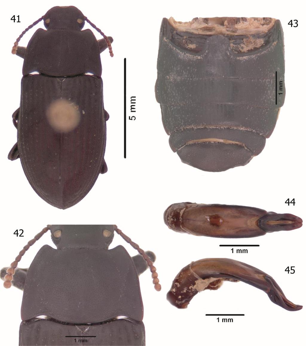126 Figures 41-45. Diastoinus desecheo. 41. D. desecheo Paratype, dorsal habitus. 42. D. desecheo Paratype, pronotum, dorsal view. 43. D. desecheo Paratype, abdominal ventrites.