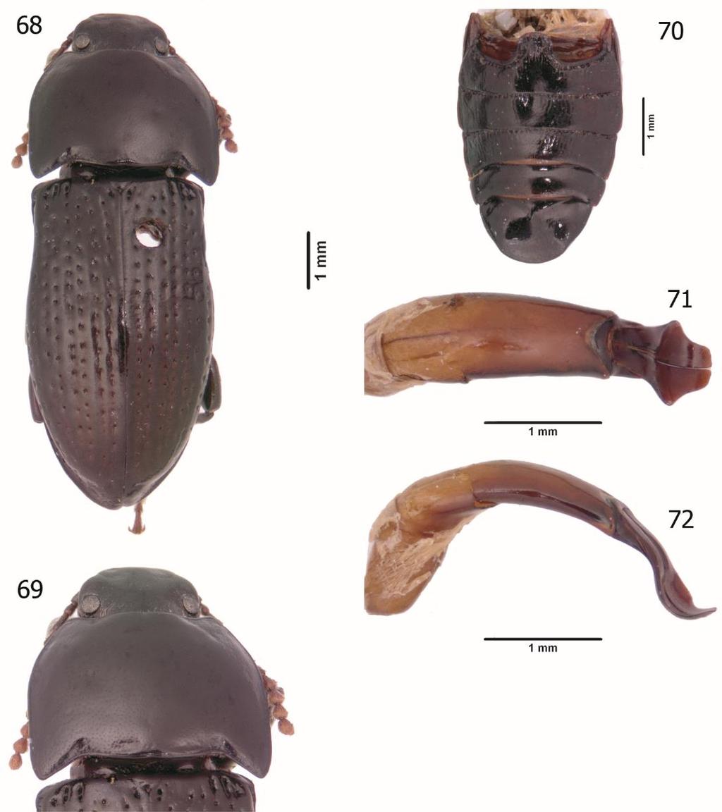 131 Figures 68-72. Diastoinus vaderi. 68. D. vaderi Holotype, dorsal habitus. 69. D. vaderi Holotype, pronotum. 70. D. vaderi Holotype, abdominal ventrites.