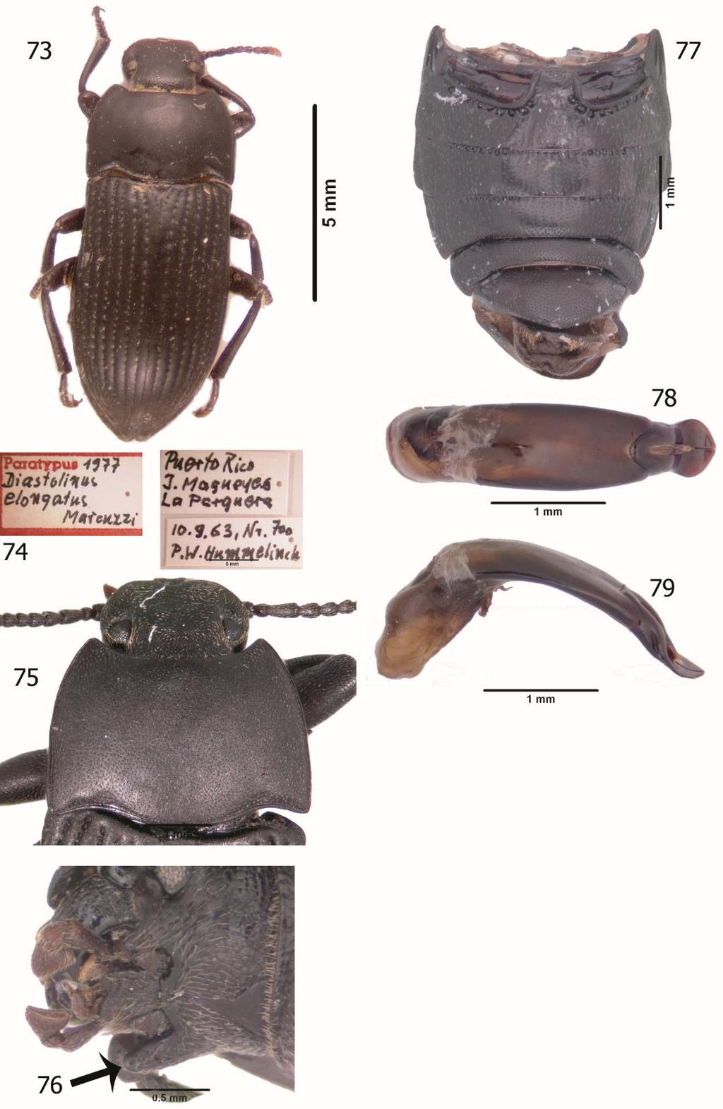 132 Figures 73-79. Diastoinus victori. 73. D. victori Paratype, dorsal habitus. 74. D. victori Paratype, labels. 75. D. victori pronotum.