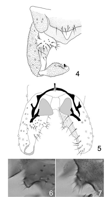 210 Rev. Soc. Entomol. Argent. 70 (3-4): 207-212, 2011 Figs. 4-7. Bryophaenocladius carolinae sp. nov. Male adult.