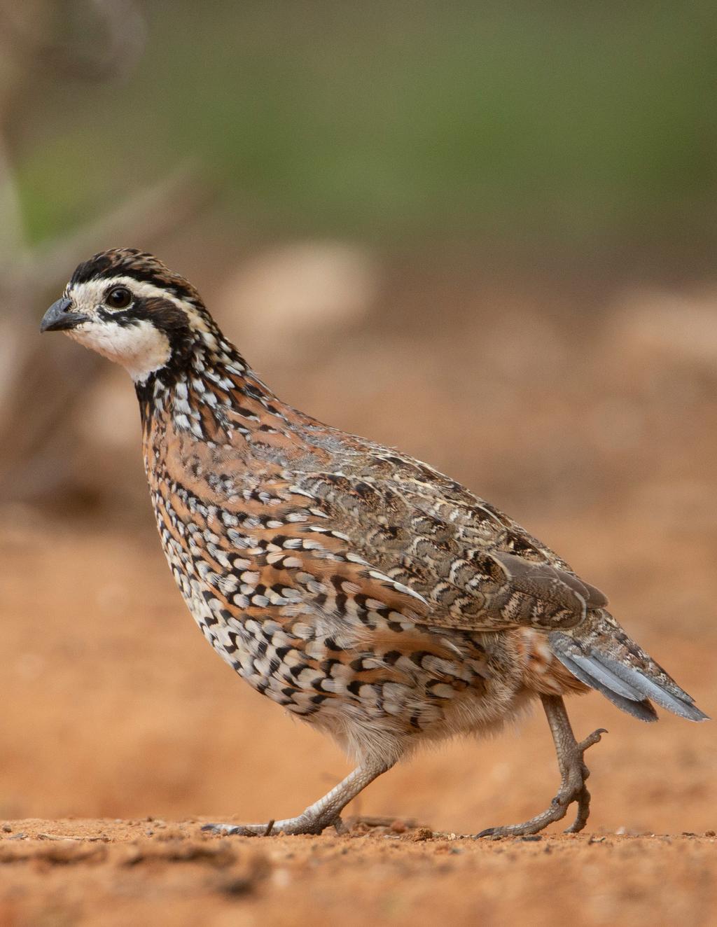 P-1054 Research Summary: Evaluation of Northern Bobwhite and Scaled Quail in Western Oklahoma Oklahoma