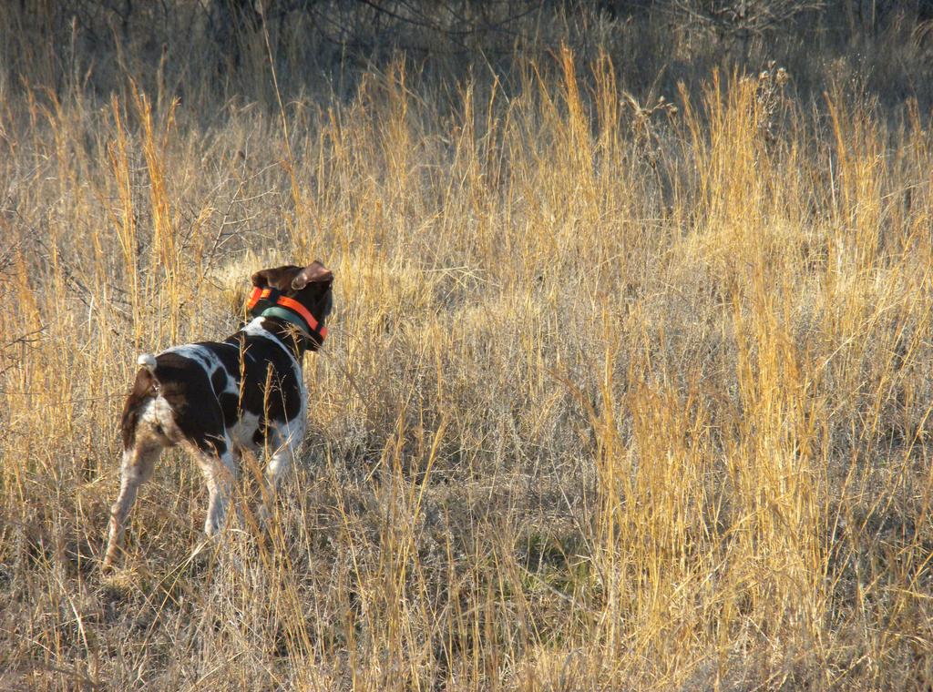 Various methods can be used to obtain an index of quail. Using pointing dogs offers one method to quickly cover more ground and reduce the effort of conducting quail surveys.