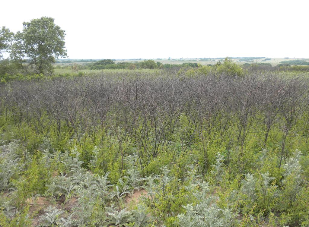 Prescribed Fire and Quail On Packsaddle Wildlife Management Area, bobwhite nest survival remained high and stable throughout the study, and nest survival appeared to not be influenced by prescribed