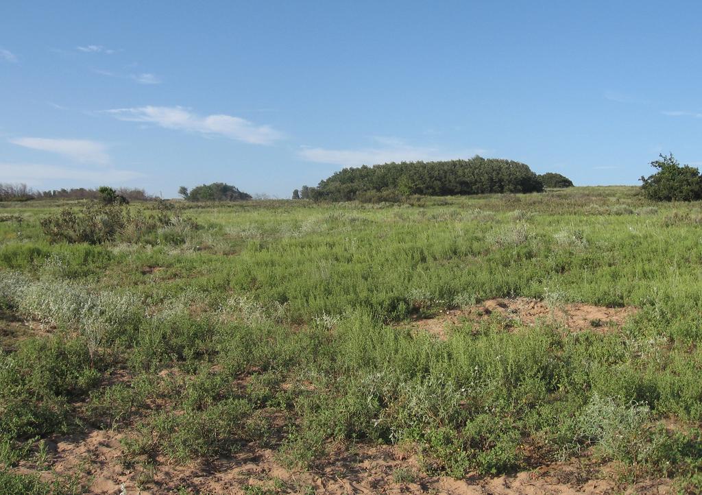 Open ground with lots of forbs (foreground) and scattered patches of shrubs (background) allows quail broods to feed in the cool of the day and find cover from the hot sun in the afternoon.