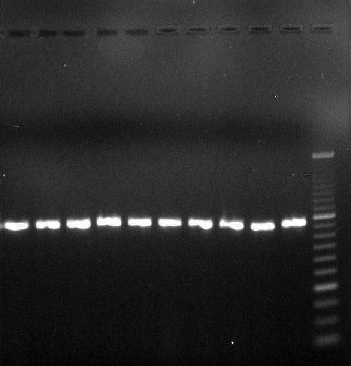 Evidence of gyra mutations in nalidixic acid-resistant Salmonella enterica serotype Enteritidis Table 2.